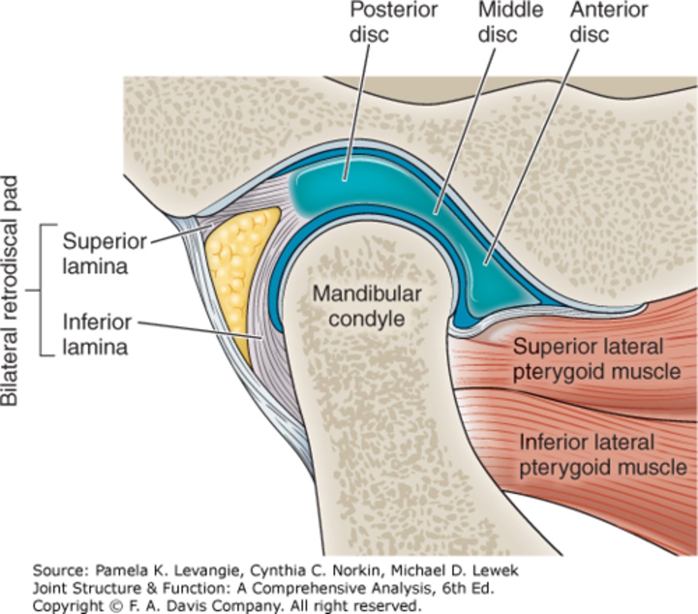 <p>Posterior = bilaminar retrodiscal tissue</p>