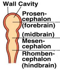 <p>prosencephalon</p>