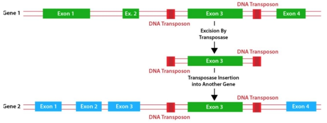 <p>crée nv gène<br>Nouvelle fonction possible<br>≈ 19% exons eucaryotes</p>