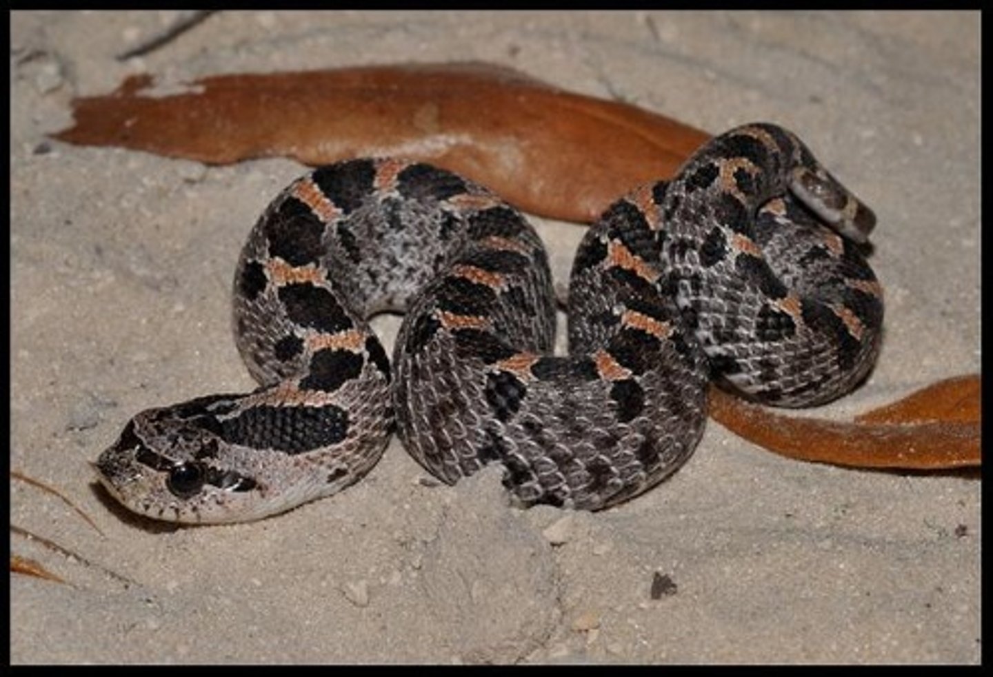<p>Southern hognose</p>
