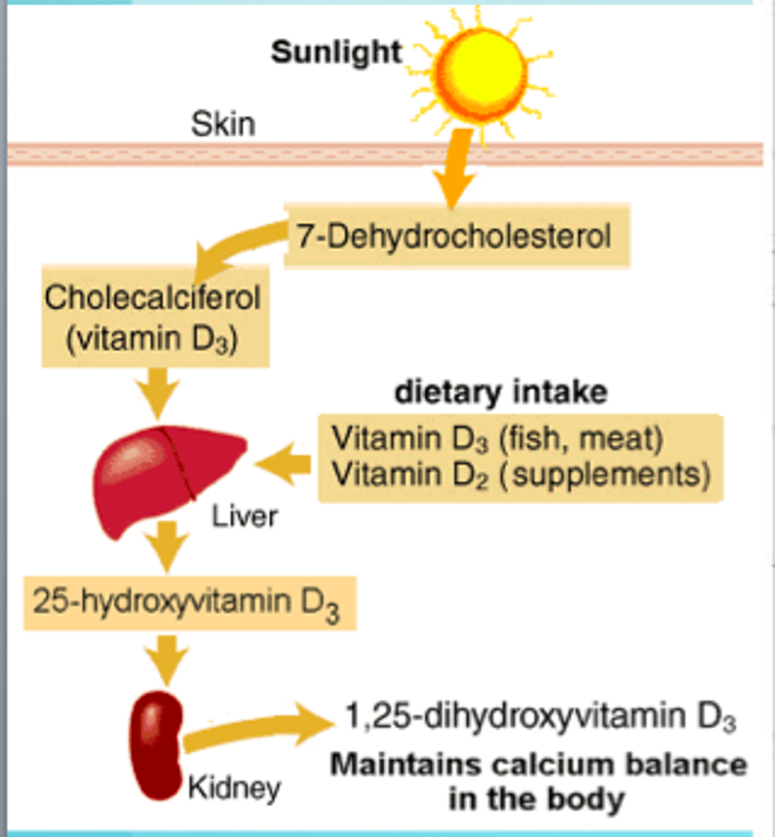 <p>Calciferol (inactive) --(25-hydroxylase)--> 25-hydroxyvitamin D / Calcidiol (inactive)</p><p>25-hydroxyvitamin D / Calcidiol (inactive) --(1α-hydroxylase)--> 1,25-dihydroxyvitamin D / Calcitriol (active)</p>
