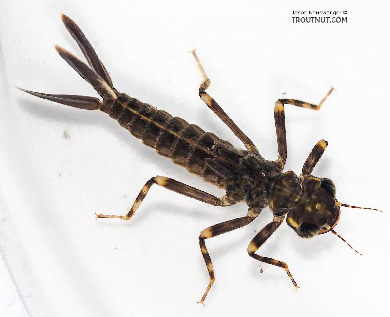 <p>They look really weird. Very small antennae, eyes on either side of head, developing wings that hide the thorax, segmented abdomen getting smaller as it gets closer to the end, three feather-like tail things attached to the end of abdomen.</p>