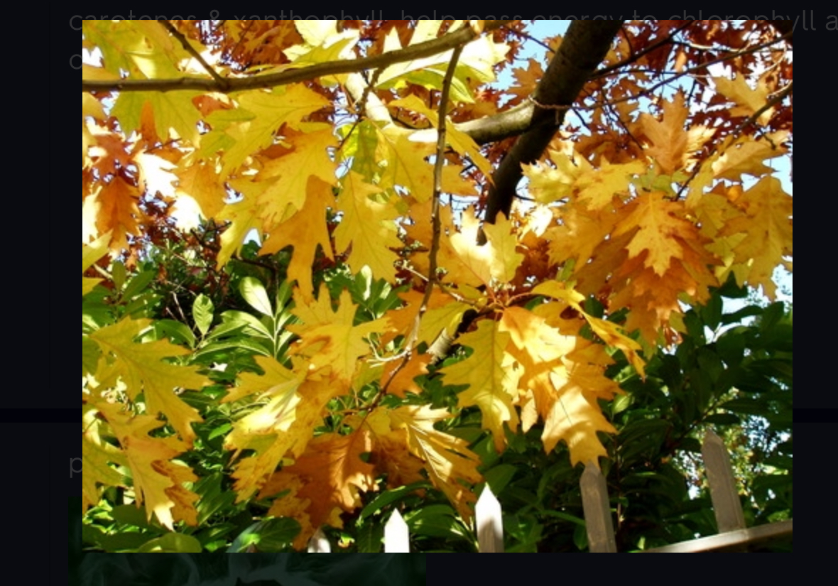 <p>carotenes &amp; xanthophyll. help pass energy to chlorophyll and protect plant from damage of excessive light</p>