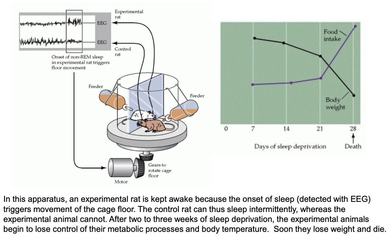 <p>WHY IS IT ALWAYS RODENTS T _ T</p><ul><li><p>Originally Revealed muscular atonia effect of REM</p></li></ul><p><u>Sleep loss leads to</u>: Death. Or any other negative symptom you can imagine, sooner or later. Too lazy to write them all cmon now…</p><p><u>Takeaway</u>:  Don’t enable chronic sleep loss. Avoid microsleeps, sleep disruptions, or sleep “debts” to maintain proper health — prioritize sleep hygiene.</p><p></p>