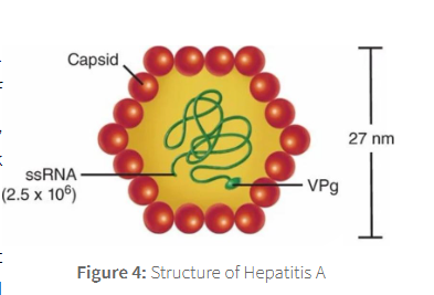 <p>Hep A is a naked RNA virus of the picornavirus family</p>