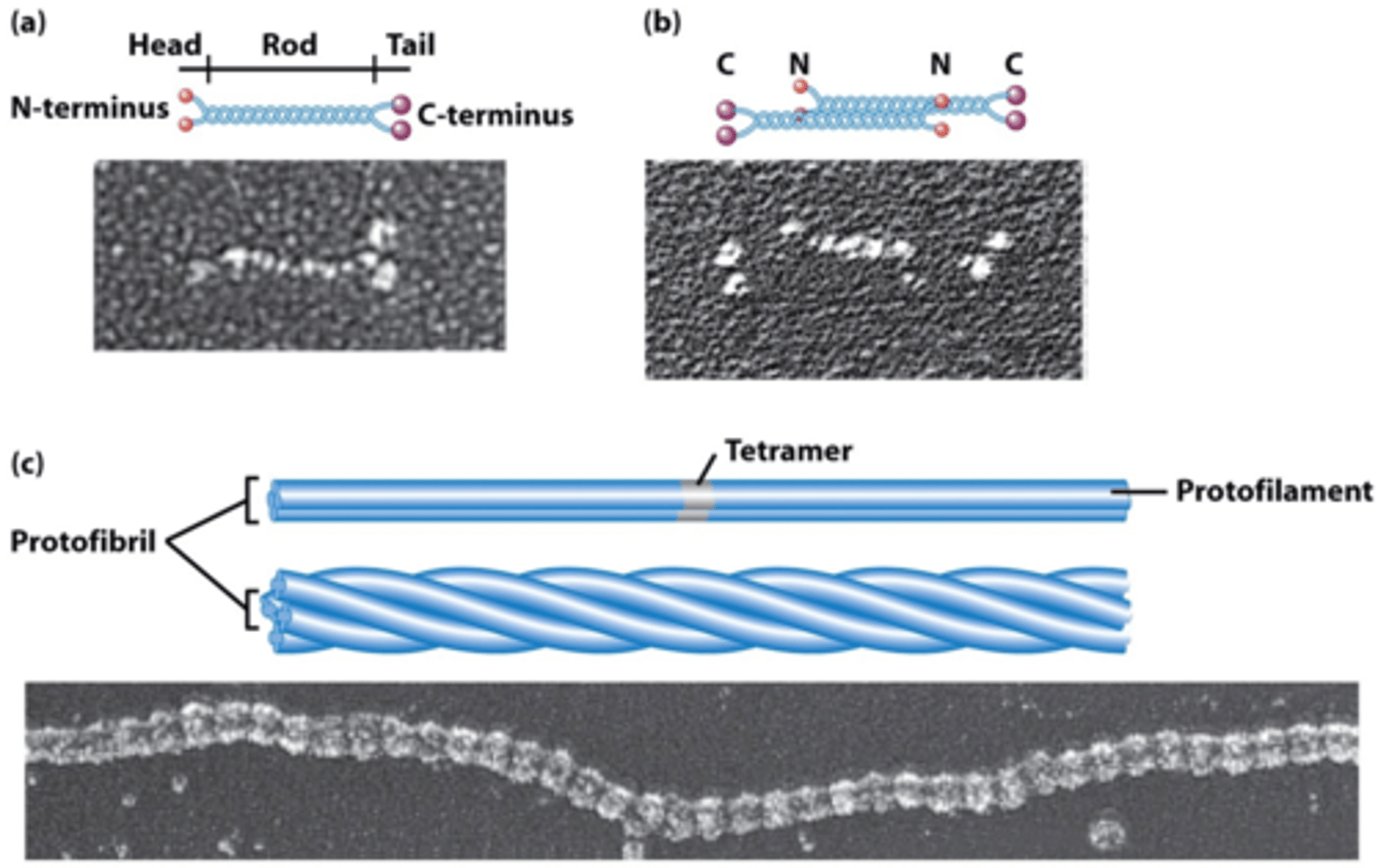 <p>a fibrous protein that forms a dimer,is extremely stable and found in hair, horns and nails; acts as a protective coating in organisms; is the major constituent of hair, feathers, wool, fingernails, toenails, claws, scales, horns, shells, quills, and hooves;</p>