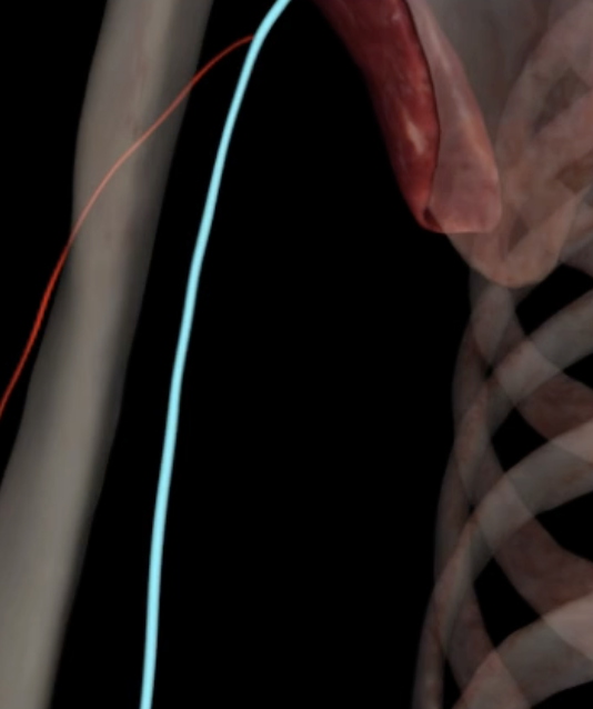 <p>What is highlighted in blue?</p>