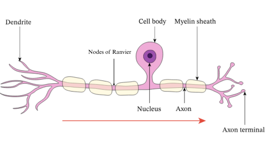 <p>what type of neuron is this? </p>