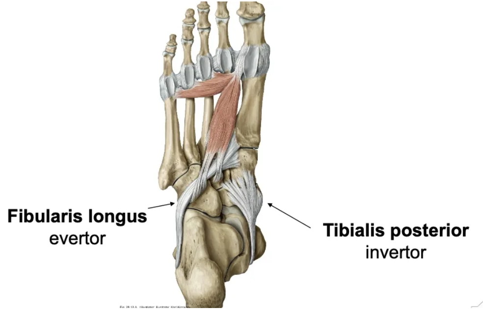 <ul>
<li><strong>Muscles</strong>: Fibularis longus, Fibularis brevis</li>
<li><strong>Action</strong>: Eversion of the foot</li>
<li><strong>Function</strong>: Supports foot arches</li>
</ul>
