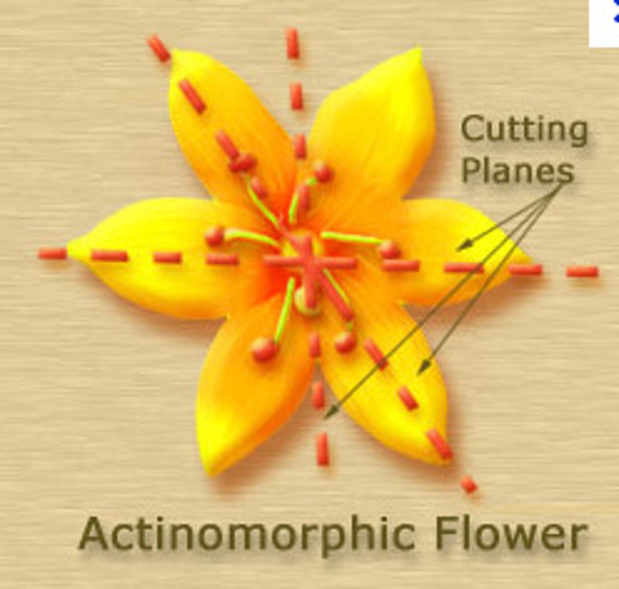 <p>capable of being divided into equal halves along any diameter</p>
