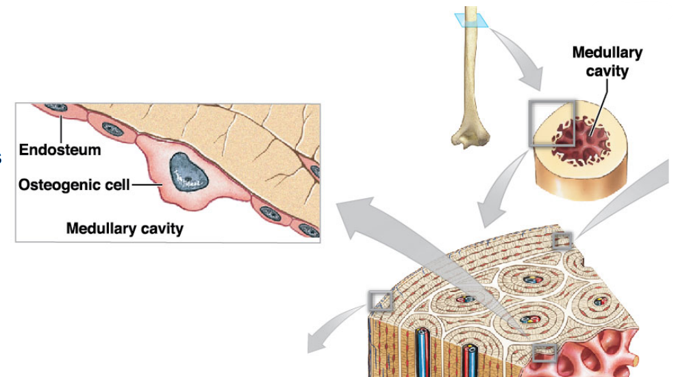 Osteogenic cells (osteoprogenitor cells) 