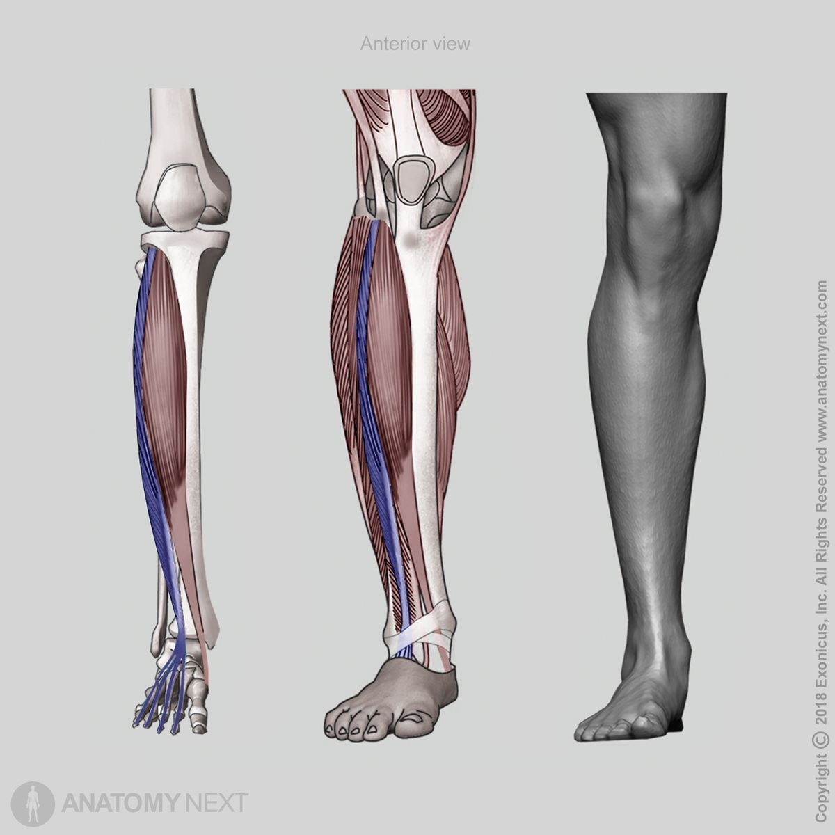 <p>What muscle is this? What action does this muscle perform?</p>