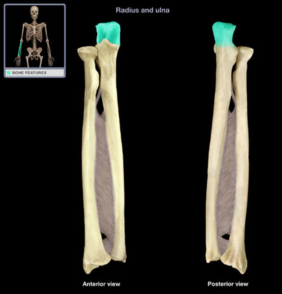 <p>projection at the upper end of the ulna that forms the bony point of the elbow</p>