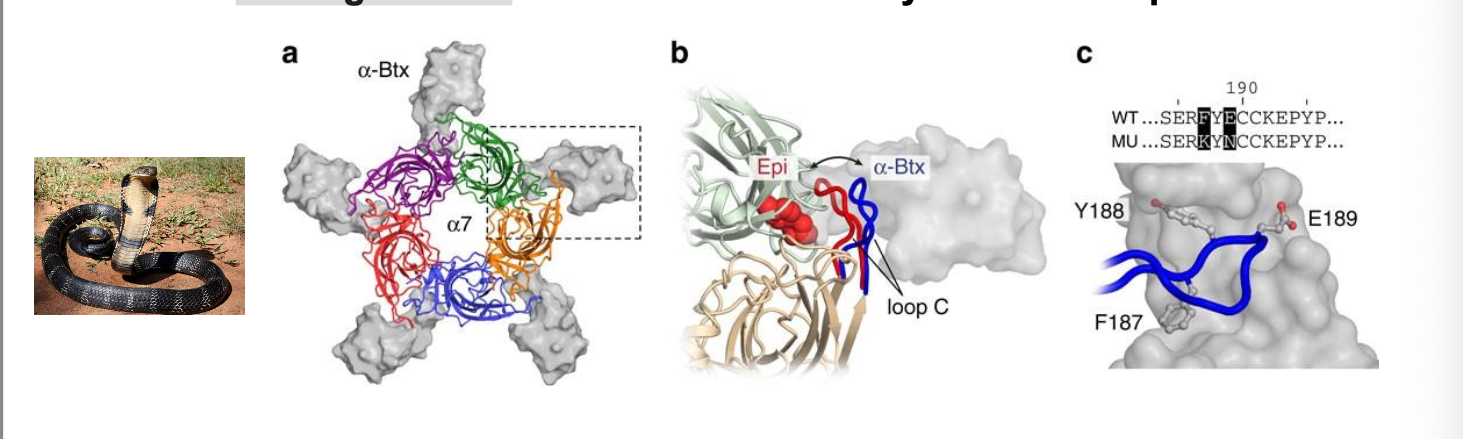 <ul><li><p>α-Bungarotoxin (found in cobra venom) = nicotinic receptor antagonist that binds <u>irreversibly</u> to the receptor → <strong>inhibiting the action of ACH at the NMJ</strong></p><ul><li><p>binding = highly specific/irreversible → leads to muscular weakness, paralysis, respiratory failure → paralysis can lead to death</p></li></ul></li><li><p>in the CNS and PNS, α-Bungarotoxin  acts by <strong>inducing</strong> paralysis in skeletal muscles by binding to subtype of nicotinic receptors α7</p></li></ul><p></p>