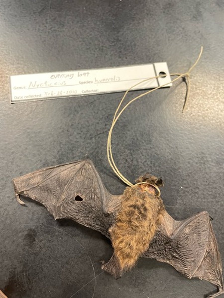<p>Family: Vespertilionidae</p><p>Genus & Species: Nycticeius humeralis</p>