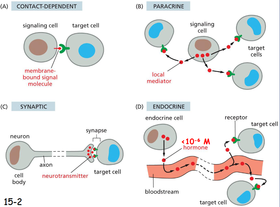 <p>shortest to longest: contact dependent, paracrine, synaptic, endocrine</p>