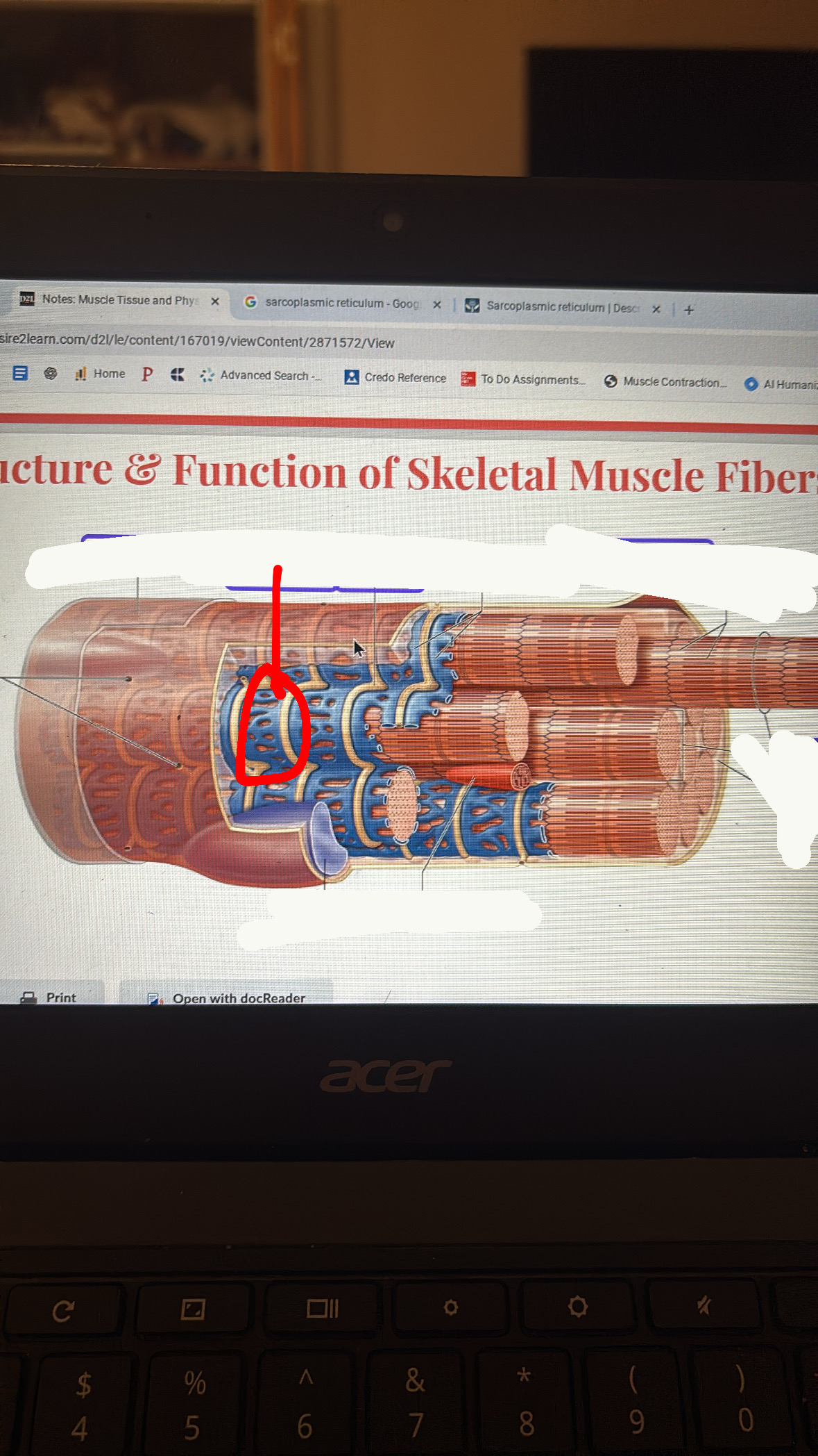 <p>stores Ca2+ ions that are released into sarcoplasm when stimulated</p>