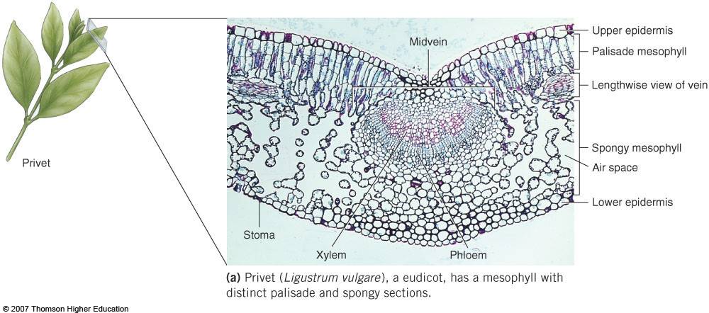 <ol><li><p>Midvein</p></li><li><p>Upper epidermis</p></li><li><p>Palisade mesophyll</p></li><li><p>Lengthwise view of vein</p></li><li><p>Spongy mesophyll</p></li><li><p>Air space</p></li><li><p>Lower epidermis</p></li><li><p>Phloem</p></li><li><p>Xylem</p></li><li><p>Stoma</p></li></ol>