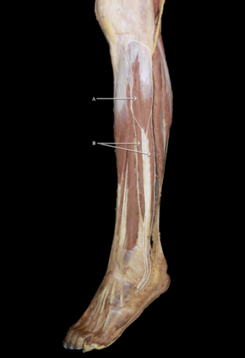 <p>Identify muscle A and B</p>