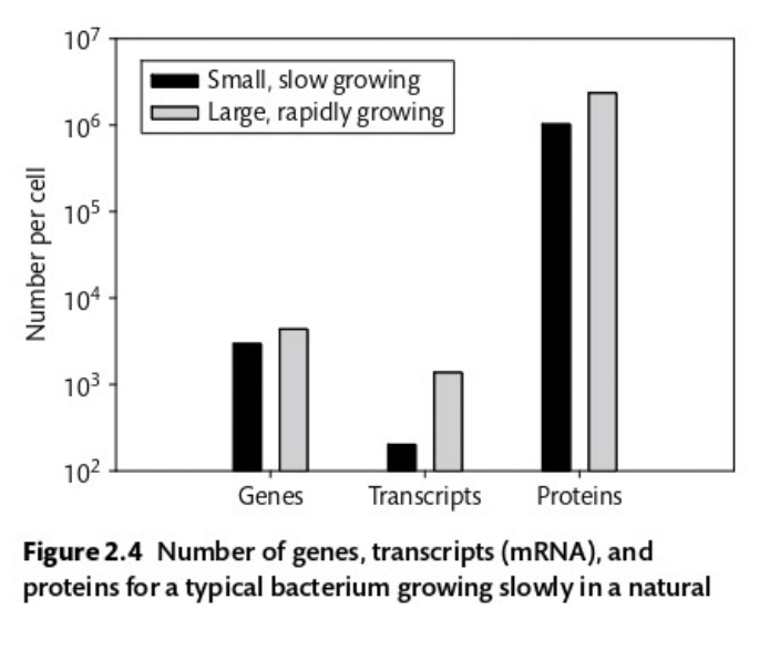 <p>The exponentially-growing culture #1 has a relatively high number of N in the macromolecules that are primarily made up of CHNOPS, where the fast growth culture C:N is 106/22 = 4.8, compared to what would be expected by Redfield, where C:N would be 106/16 = 6.625.</p><p>Bonus:</p><p>This C:N ratio &lt;&lt;6.625 is likely due to a higher number of N-rich protein molecules per cell in the fast culture (grey bars) compared to # of molecules in more slowly growing oceanic plankton cells (black bars), as shown in the textbook Figure 2.4, which provides the # of macromolecules per cell in these two different scenarios (fast growth vs slow growth). In the “proteins” category, there are ~5 x 10^6 proteins per cell in fast growth (hence higher N in the elemental ratio of CHNOPS of total biomass); while in slow growth, black bars, there are only about ~1 x 10^6 proteins per cell and hence would give a HIGHER C:N.</p>