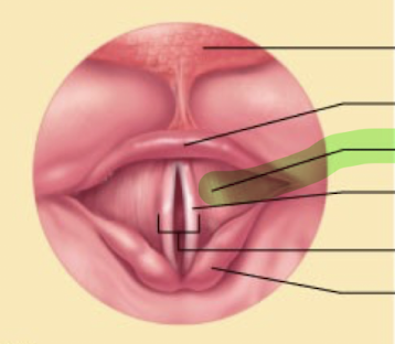 <p>What is this structure?</p>