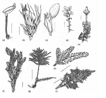 <ol><li><p>Gametophytes = leafy only</p></li><li><p>Leaves = spiraled &amp; mid-rib</p></li><li><p>Multiple growth forms</p></li></ol><p></p>