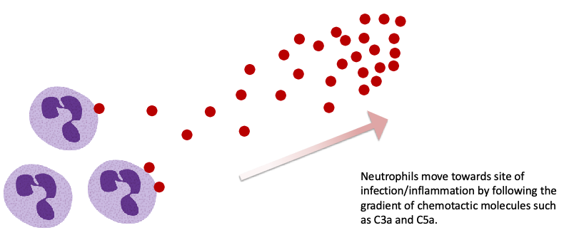 <p>C3a and C5a</p>