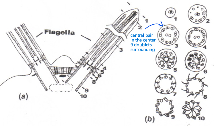 <ul><li><p>USE = generates movement of flagella</p></li><li><p>9 + 2 pattern = contains central pair (where “2” comes from) and has 9 microtubule doublets linked by dynein arms (where “9” comes from)</p></li></ul><p></p>