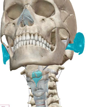 <ul><li><p>More elastic</p></li><li><p>Ears &amp; epiglottis</p></li></ul><p></p>