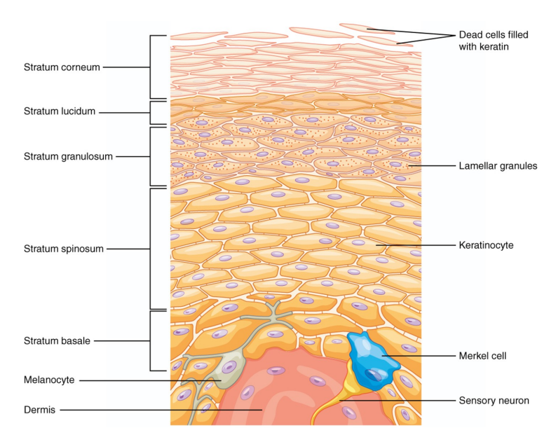 <p>(listed from deepest to most superficial) </p><p>• Stratum Germinativum (or Stratum Basale) BALL</p><p>• Stratum Spinosum SOFT</p><p>• Stratum Granulosum GREY</p><p>• Stratum Lucidum LIKES</p><p>• Stratum Corneum CAT</p>