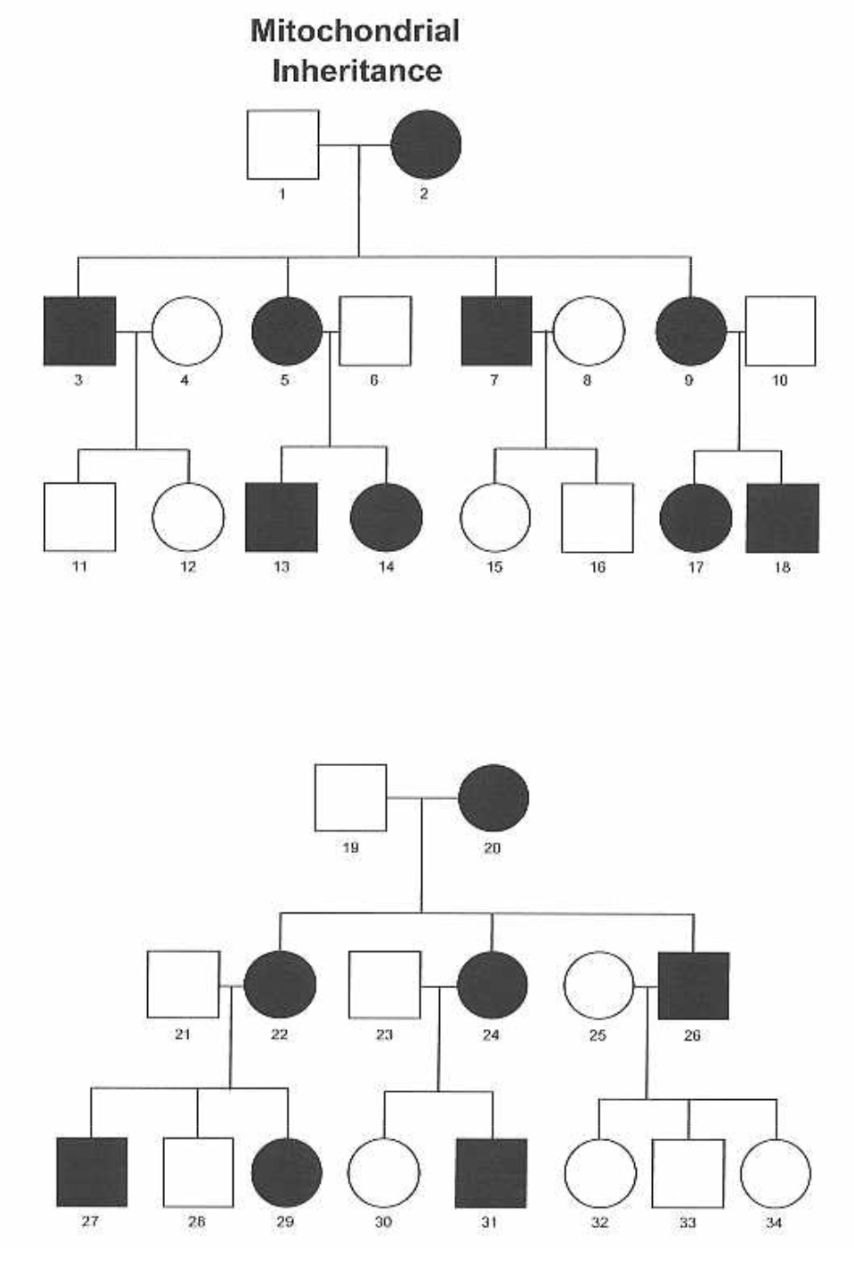 <ul><li><p><span style="background-color: transparent;"><span>Mitochondria have their own DNA, inherited only from the mother</span></span></p></li><li><p><span style="background-color: transparent;"><span>In a pedigree, ALL children of an affected mother inherit the mutation, but an affected father passes none to his children</span></span></p></li></ul><p></p>