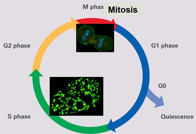<p>S phase</p>