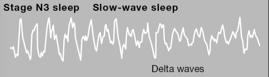 <p>Hardest to wake up, sleep movement, very slow brain waves</p>