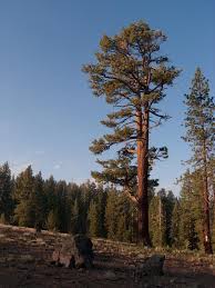 <p>-The needles occur in</p><p>bundles of three</p><p>-cones curve inward making them</p><p>easy to hold</p><p>-The bark is often riddled with</p><p>shallow holes</p>