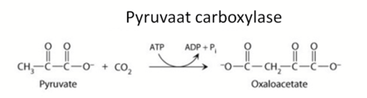 <p>vorming van covalente binding met verbruik van ATP</p>
