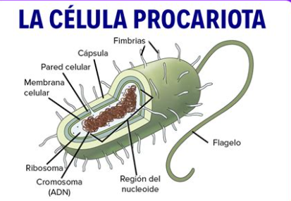 <p><span><span> Membrana, pared celular, cápsula (algunas), fimbrias, flagelos, citoplasma con ribosomas y nucleoide.</span></span></p>