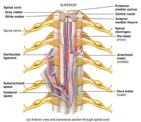 <p>dura mater, arachnoid mater, pia mater</p>