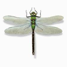 <ul><li><p>dragonflies</p></li><li><p>very fast</p></li><li><p>wings held out from body (perpendicular, straight out like an airplane</p></li><li><p>powerful, agile fliers, heavily built, can fly in any orientation</p></li><li><p>predatory in both life stages</p></li><li><p>were the largest flying insects that ever existed</p></li></ul><p></p>