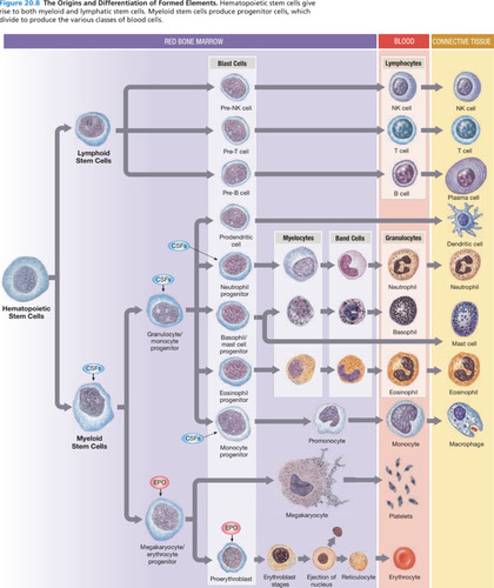 <p>hemopoiesis (hematopoiesis)</p>