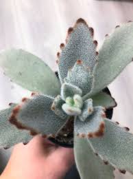<p>Panda Plant</p><p><em>(Kalanchoe tomentosa)</em></p>