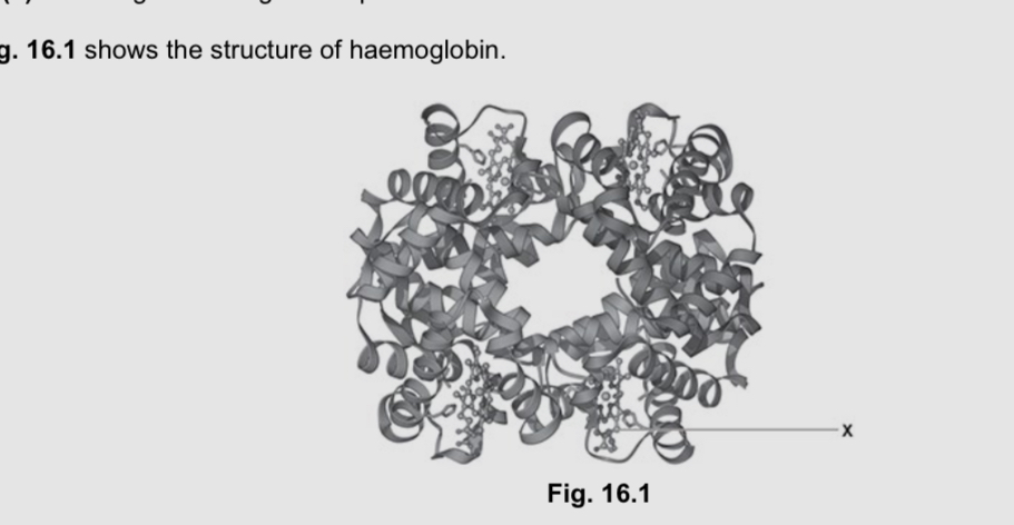 <p>Name the structure labelled x </p>