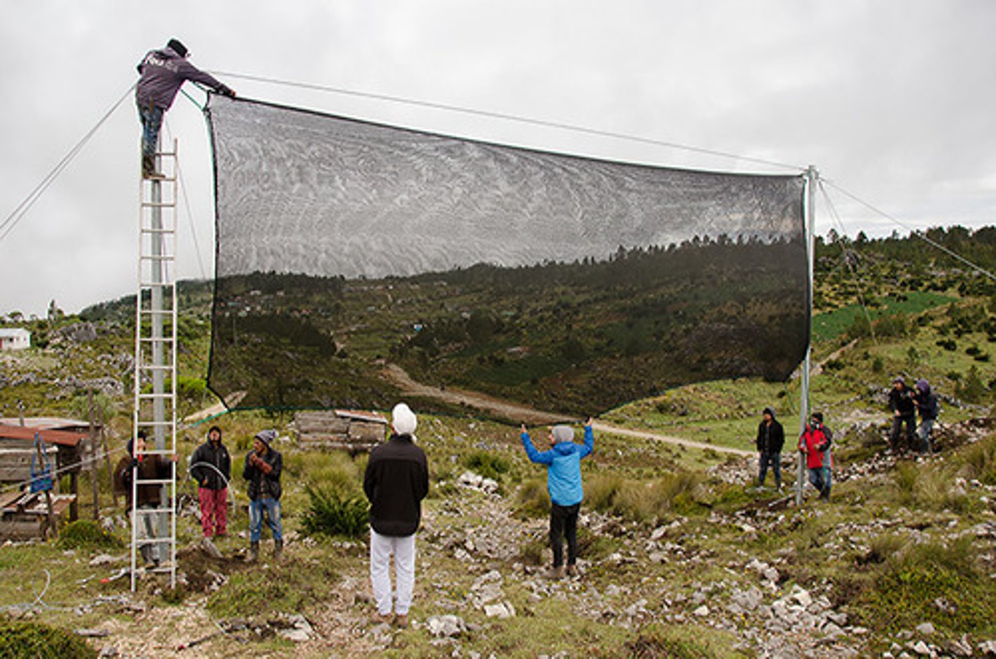 <p>Used in desert areas with fog (chile and peru) to capture drinking water through fog drip phenomenon</p>