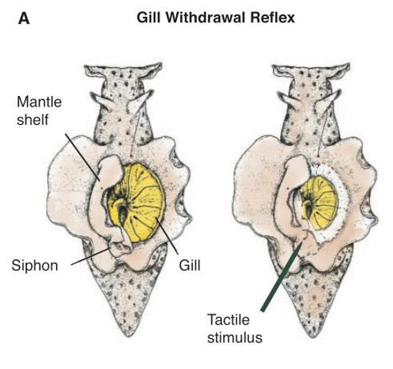 <p>Behavioral response in Aplysia to stimuli</p>