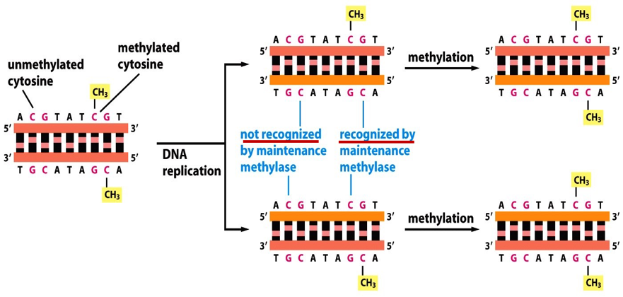 <p>This is a way cells maintain cell identity after cell division. </p><p>GC base pairs adjacent to the methyl on the old strand becomes methylated as well after DNA replication. </p>