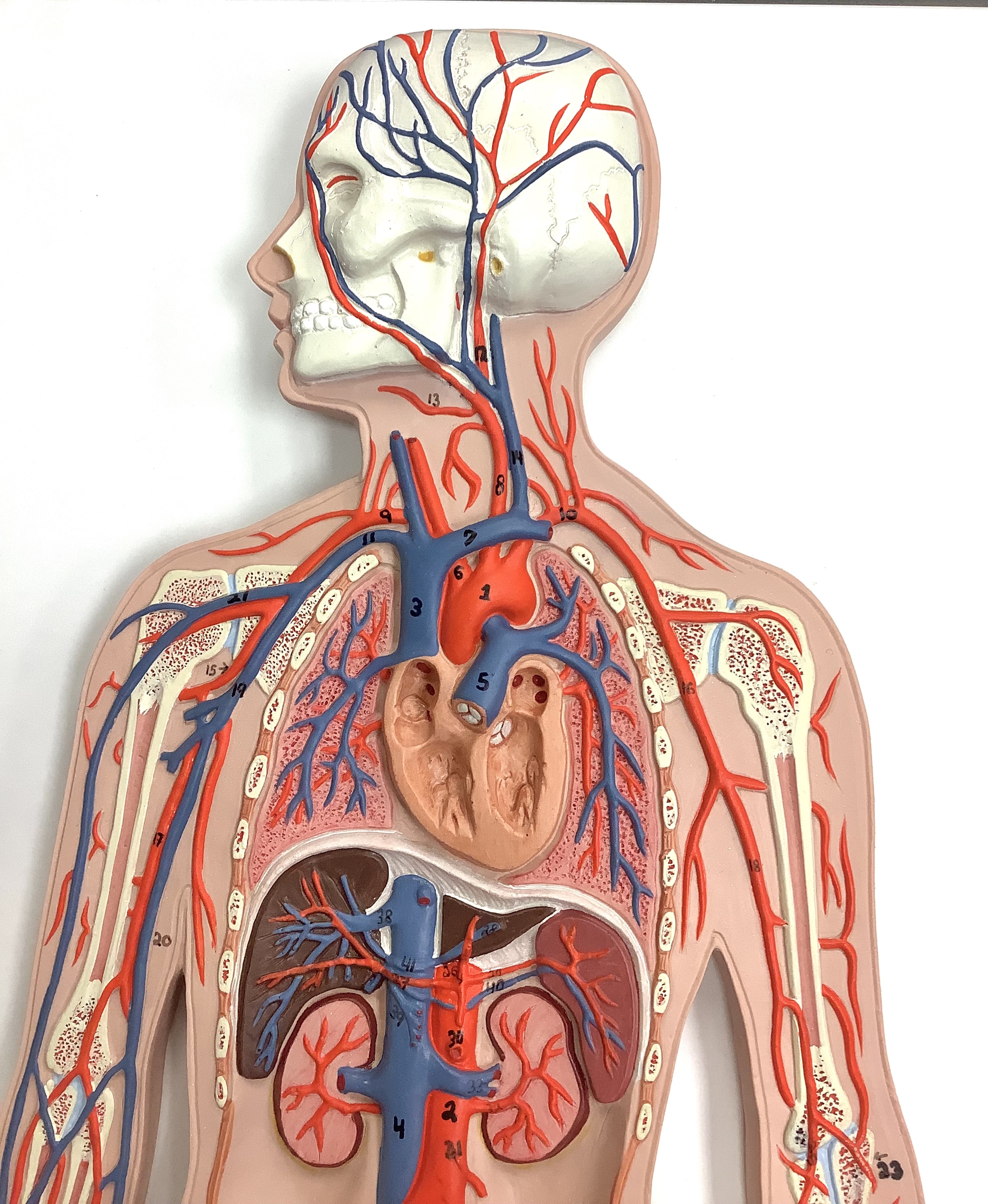 <p>vein is in the middle of 19 and 20</p>