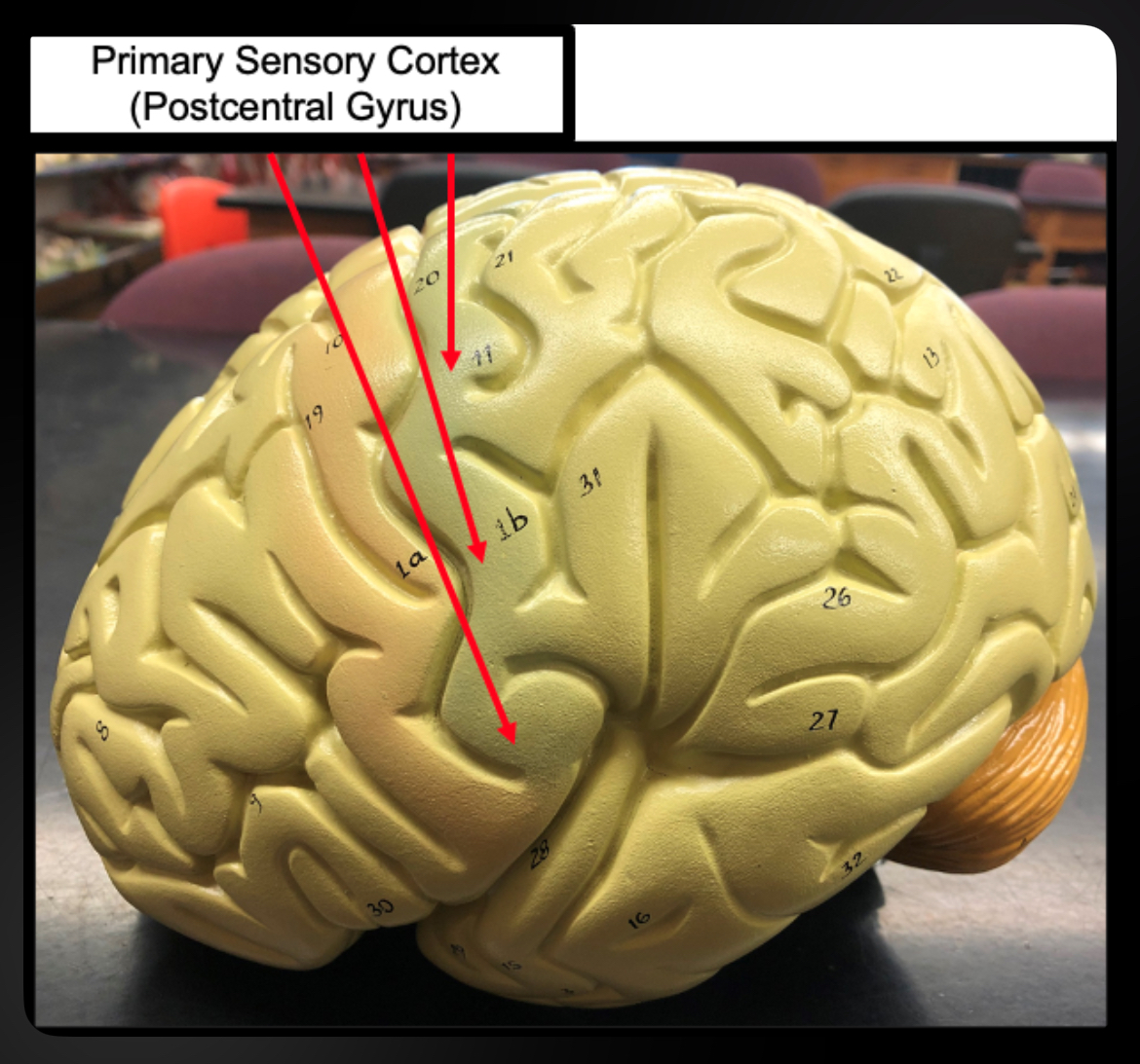 <p>Primary Sensory Cortex of Parietal lobe </p>