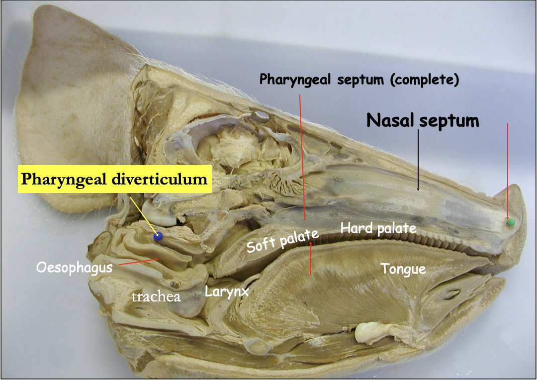 <p>ONLY FOUND IN PIGS</p><ul><li><p>Is a pouch-like structure that extends from the roof of the nasopharynx</p><ul><li><p>Most prominent in piglets</p></li></ul></li></ul><p></p><p>Functions: </p><ul><li><p>Supporting the nasopharyngeal tonsil (immunity for resp. system)</p></li><li><p>Helps to create negative pressure to allow auditory tubes to open</p></li></ul><p></p><p>CAN BE AN ISSUE WHEN TUBING PIGLETS </p><ul><li><p>Tube goes there instead of esophagus… leads to meds/nutrients not getting to piglet AND aspiration </p></li><li><p>Can become ulcerated / damaged, leading to secondary infections of the resp. system</p></li></ul><p></p>