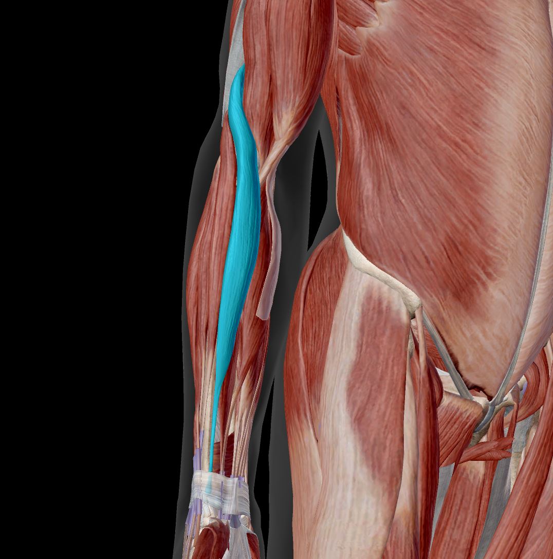 <p>Label the muscle</p>