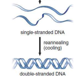 <p>single strand brought back together</p>