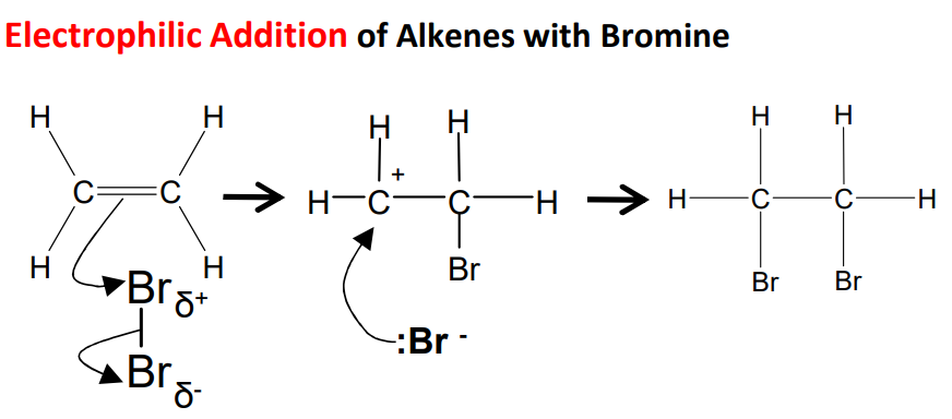 <p><strong>Step 1 -</strong>&nbsp;The high electron density of the C=C double bond repels electrons in the bromine molecule, polarising the Br-Br bond.</p><p><strong>Step 2 -</strong>&nbsp;This leads to heterolytic fission of the Br-Br bond, with one bromine atom taking the bonding pair of electrons, creating a positively charged bromine which bonds to one of the carbon atoms.</p><p><strong>Step 3 -</strong>&nbsp;A positively charged carbocation intermediate forms. The negatively charged bromide ion then bonds to the other carbon atom.</p><p><strong>Step 4 -</strong>&nbsp;The final product, 1,2-dibromoethane, has a bromine atom bonded to each of the original alkene carbon atoms.</p><p><br></p>